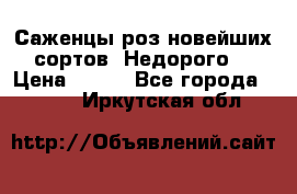 Саженцы роз новейших сортов. Недорого. › Цена ­ 350 - Все города  »    . Иркутская обл.